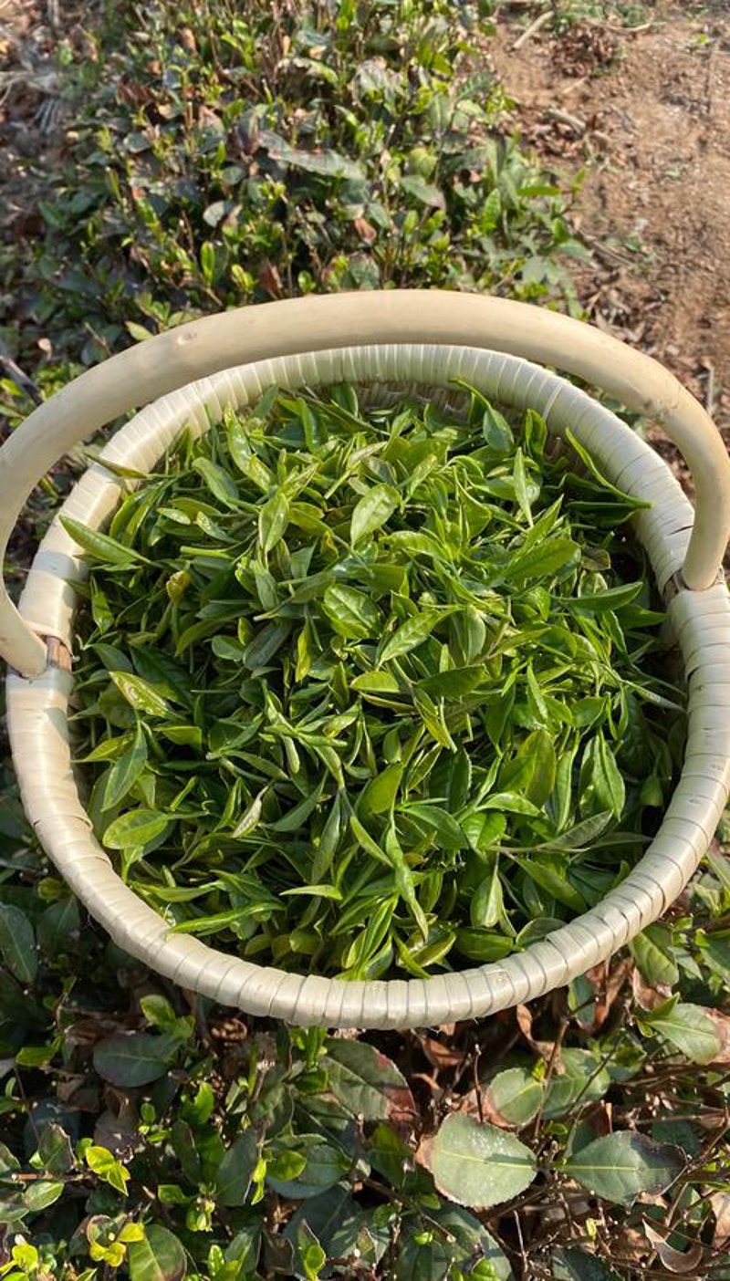 红茶的魅力与变迁：一场与时光的对话